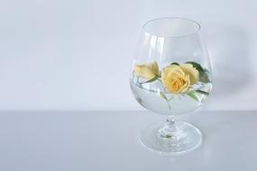 rose in a glass as decor