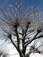 Sycamore Snow Crown Winter