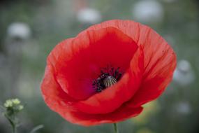 red open poppy on blurred background
