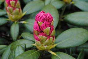 pink blooming Rhododendron Flowers