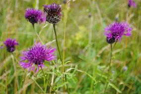Flower Thistle green grass