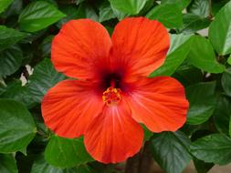 Hibiscus Red Flower green leaf