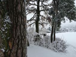 Tree Bark Snow