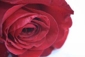 closeup photo of Red Rose bud