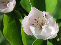 Close-up of the beautiful and colorful quince flowers, with the green leaves, in light