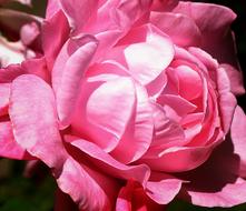 Rose Pink Flower in the sun close-up