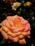 Pink-Orange Rose Flower at garden