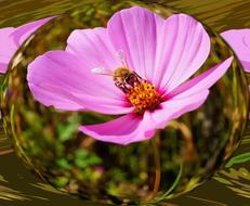 bee Bloom Close up