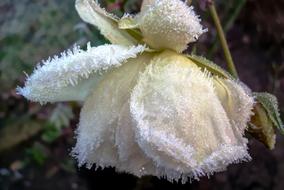 rose covered with Frost in Garden