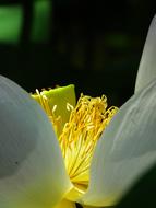 macro photo of yellow lotus stamens