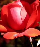 red rose on a stem in the bright sun close-up