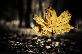 Leaf Black In The Evening