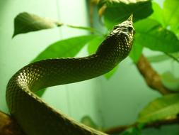 Rhinoceros Ratsnake Reptile