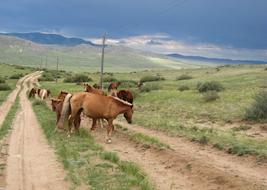 Mongolia Horses Steppe