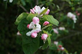 macro photo of closed buds of a seasonal apple tree