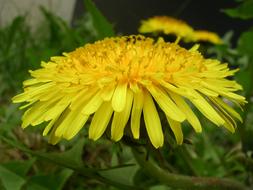 Dandelion Blossom yellow green