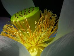 Close-up of the beautiful, blossoming, orange, yellow, green and white lotus flower