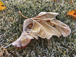 Leaves Frost