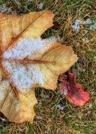 Leaf Frost