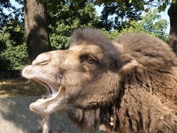 Bactrian Camel Head