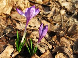 purple crocuses on a background of autumn foliage