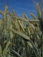 Barley Field Cereals