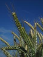 Barley Field Cereals