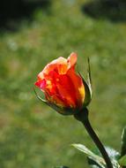 photo of a lonely red and yellow rose