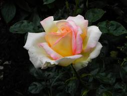 white-yellow-pink rose on a bush in the dark