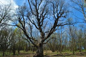 Tree forest and blue sky