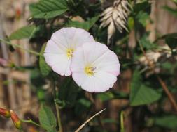 Bindweed Flower white