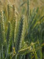 Barley Field Cereals