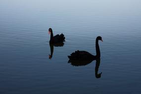 Black Swan Rare