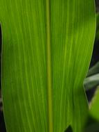 Corn Leaf Detail Veins