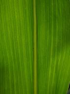 Corn Leaf Detail Veins