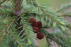 Spruce Christmas Tree Young