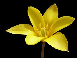 Flower Tulip Yellow black background