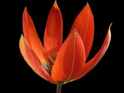black background Flower Tulip Orange