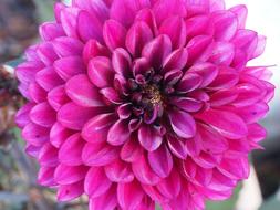 dark pink dahlia in the garden on a blurred background
