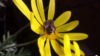 Bee on yellow Flower Daisy