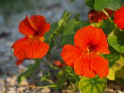 nasturtium bush with red flowers in the garden