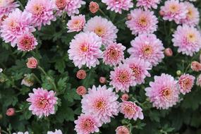 pink Chrysanthemum Flowers