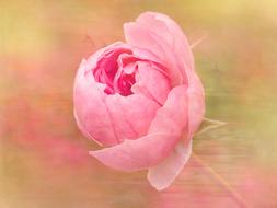 Rose Flower Blossom pink drawing