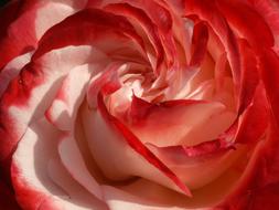 Rose Red pink Flower