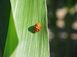 Ladybug Pairing Beetle Corn