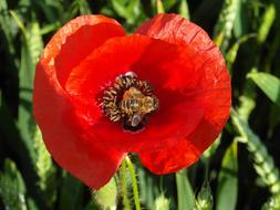 Poppy Bee