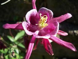 Beautiful, purple, red and white Columbine flower in light