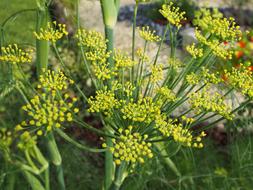 Beautiful, blooming, yellow flowering fennel flowers in the garden