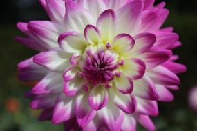 Autumnal Dahlia Blossom Bloom