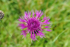 Thistle Flower green leaves